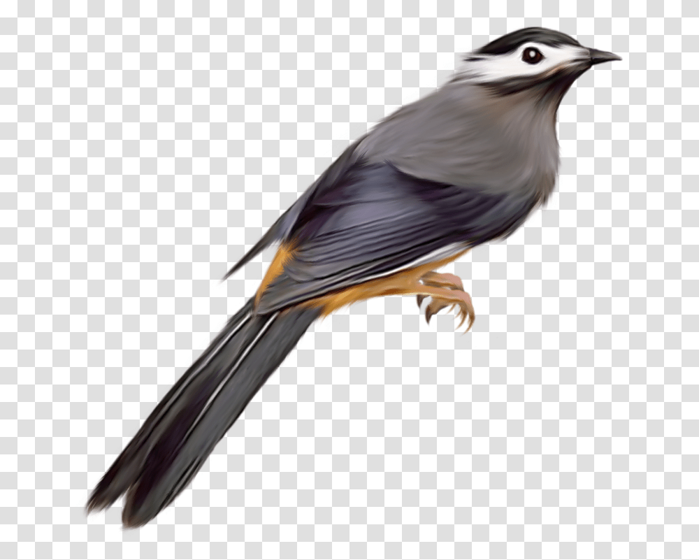 Download For Free Birds Image Bird Image Background, Animal, Jay, Blue Jay, Flying Transparent Png