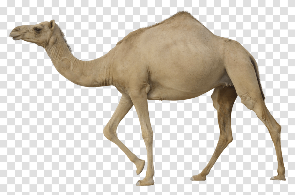Download For Free Camel Image Camel, Mammal, Animal, Horse, Antelope Transparent Png
