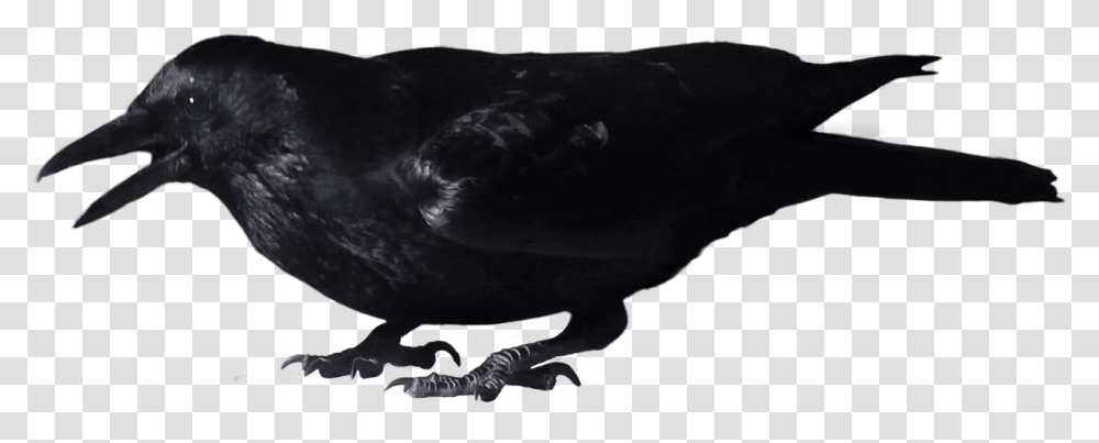 Download For Free Crow Picture Crow, Bird, Animal, Blackbird, Agelaius Transparent Png