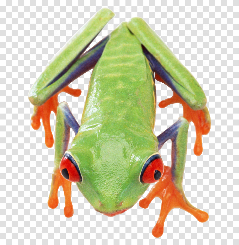Download For Free Frog Icon Frog Top, Animal, Amphibian, Wildlife, Invertebrate Transparent Png