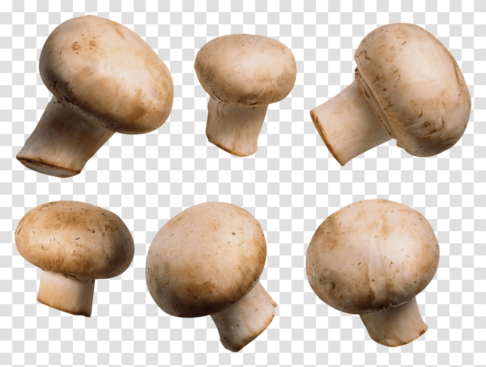 Download For Free Mushroom Image, Plant, Amanita, Agaric, Fungus Transparent Png