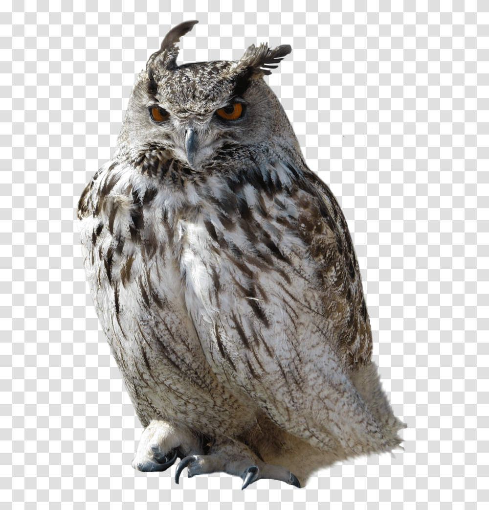 Download For Free Owls High Quality, Bird, Animal, Chicken, Poultry Transparent Png