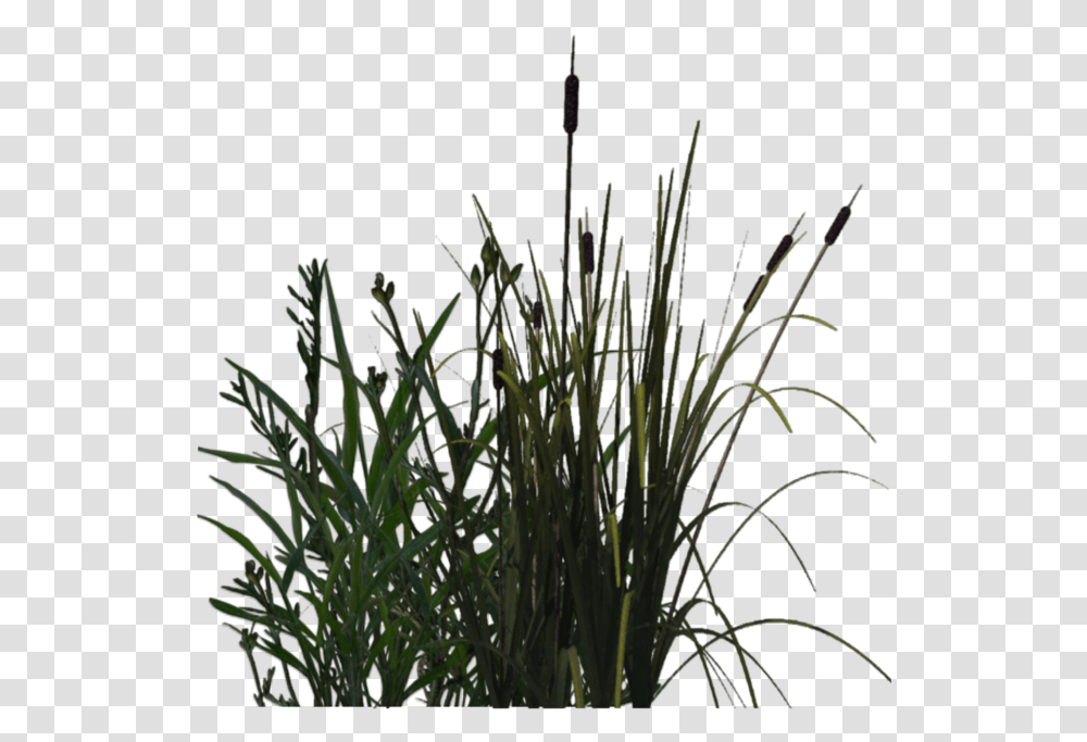 Download For Free Pond In High Resolution Swamp Plants, Flower, Blossom, Grass, Ikebana Transparent Png