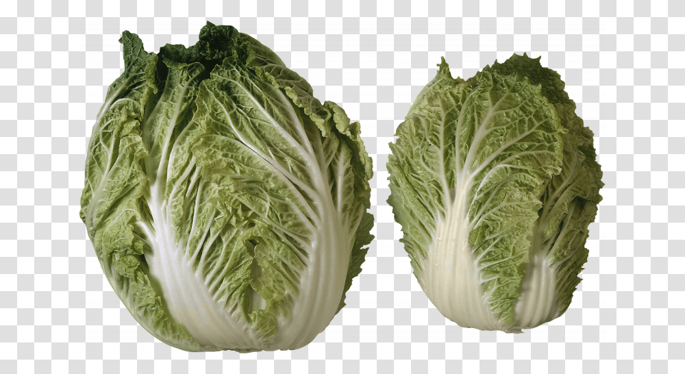 Download For Free Salad High Quality Different Heads Of Lettuce, Plant, Cabbage, Vegetable, Food Transparent Png