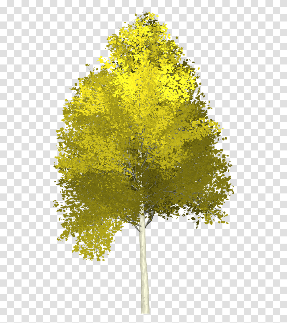 Download Forest Aspen Tree Painted Nature Green Aspen Tree Background, Plant, Maple, Flower, Blossom Transparent Png