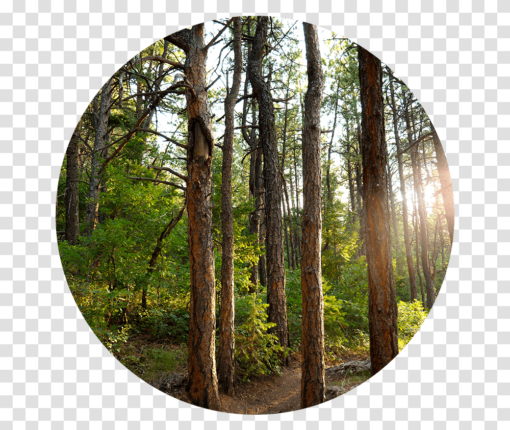 Download Forest Forest In A Circle, Tree, Plant, Tree Trunk, Hole Transparent Png