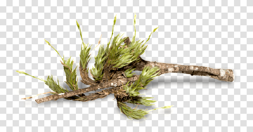 Download Forest Trees Twig Full Size Hornwort, Plant, Animal, Flower, Art Transparent Png