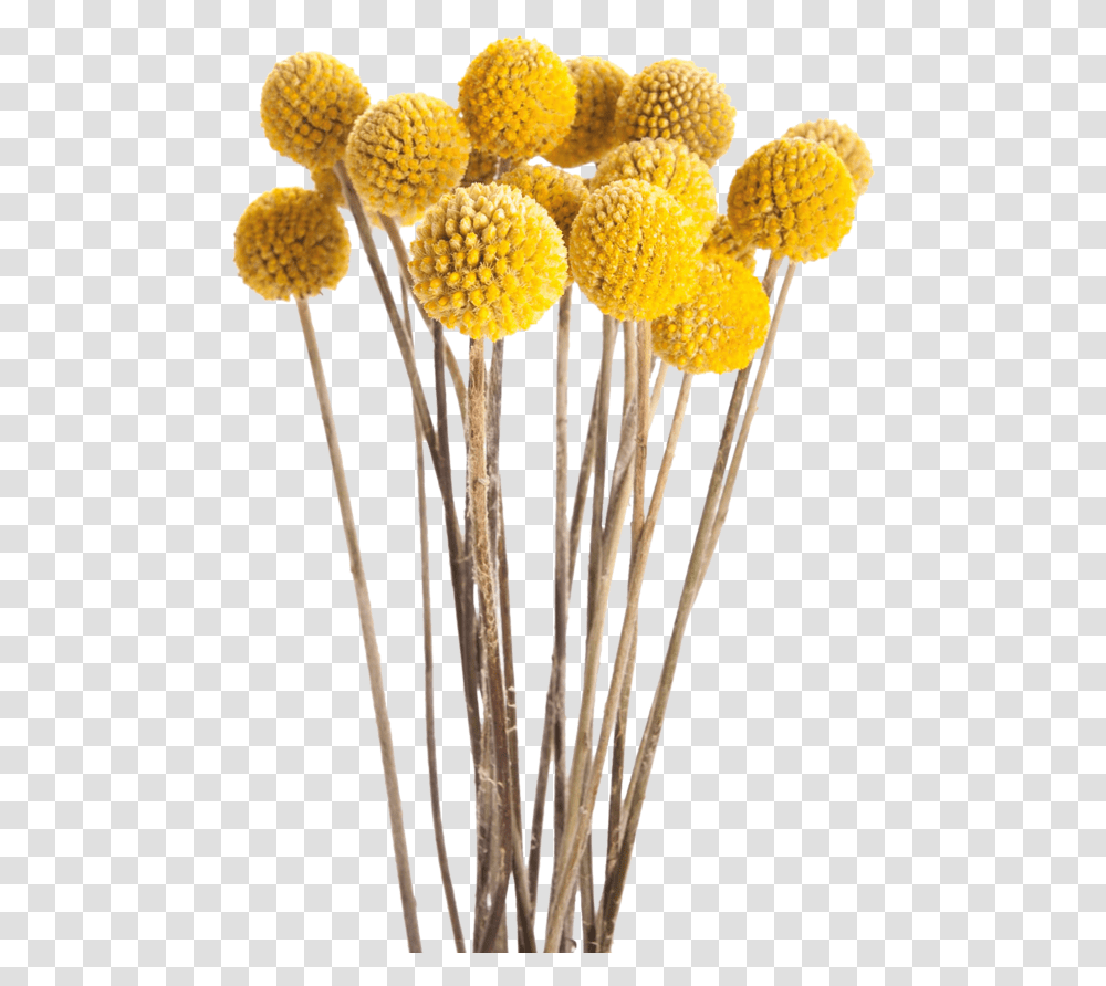 Download Fotki Fall Flowers Dried Yellow Dried Flower, Plant, Blossom, Pollen, Fungus Transparent Png