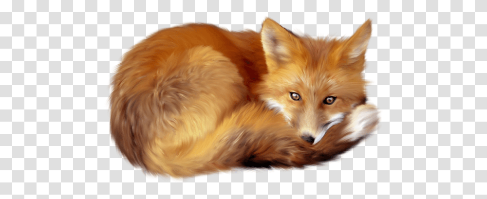 Download Fox 5 Hq Image In Fox Animal, Dog, Pet, Canine, Mammal Transparent Png