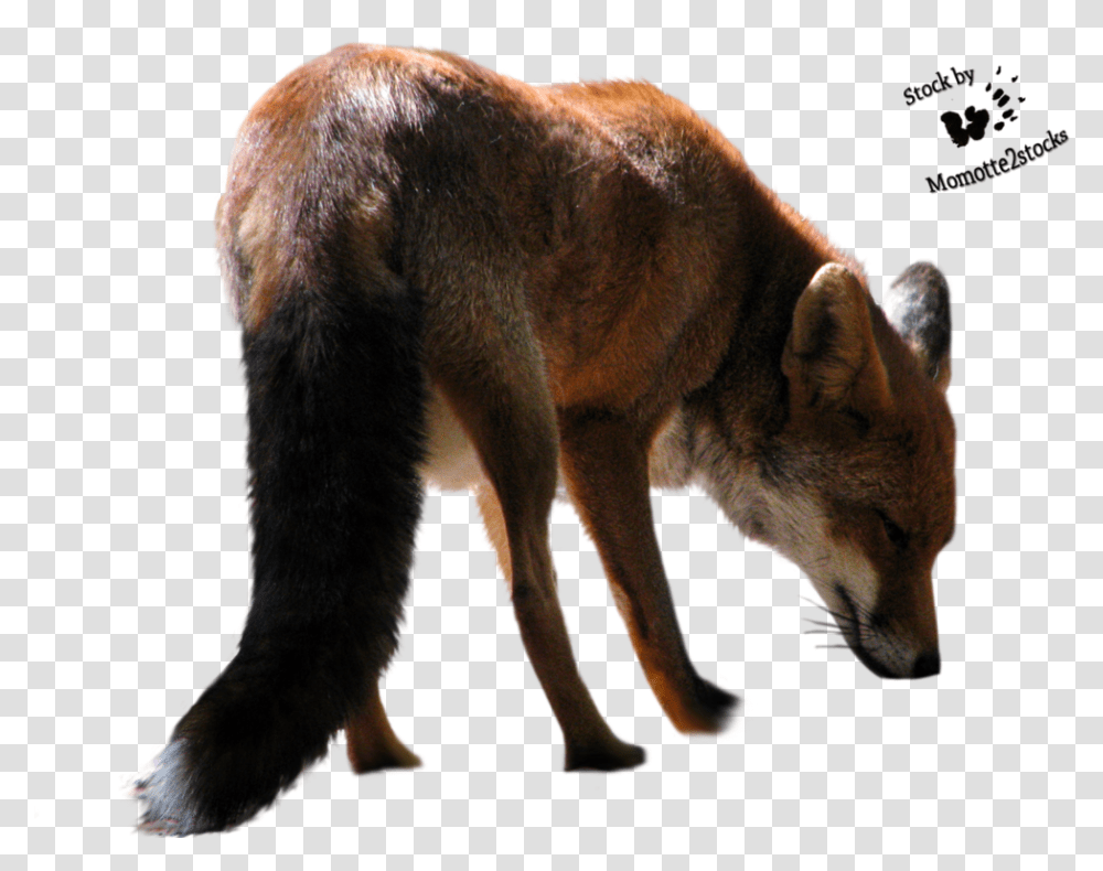 Download Fox Clipart Hq Image Animals Cut Out, Mammal, Coyote, Wildlife, Canine Transparent Png
