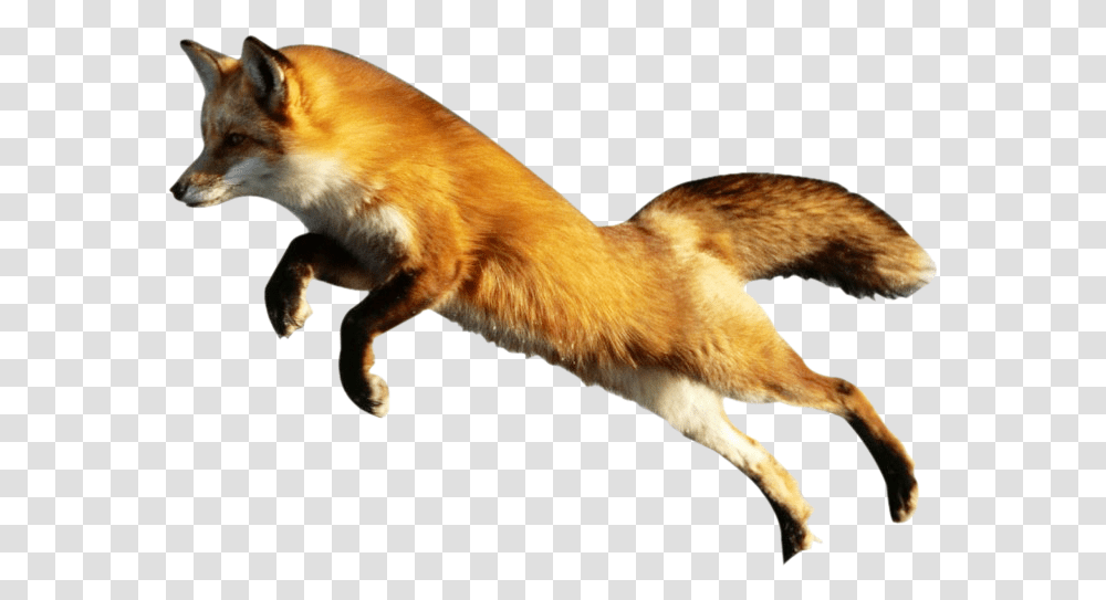 Download Fox Image Animal Pictures With No Background, Red Fox, Canine, Wildlife, Mammal Transparent Png