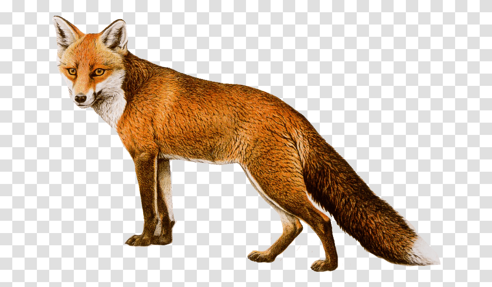 Download Fox Red Fox, Canine, Wildlife, Mammal, Animal Transparent Png