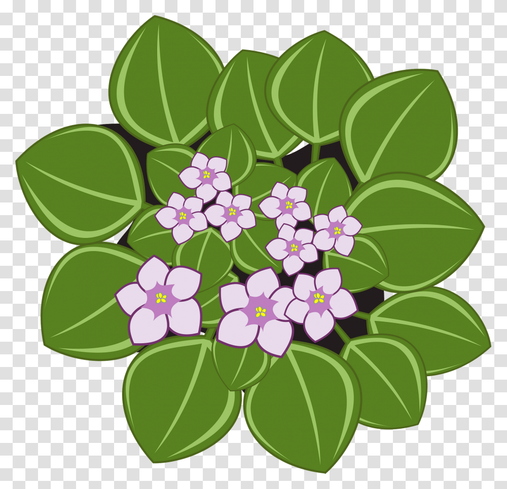 Download Free African Violets African Violet Flower Clipart, Graphics, Floral Design, Pattern, Plant Transparent Png