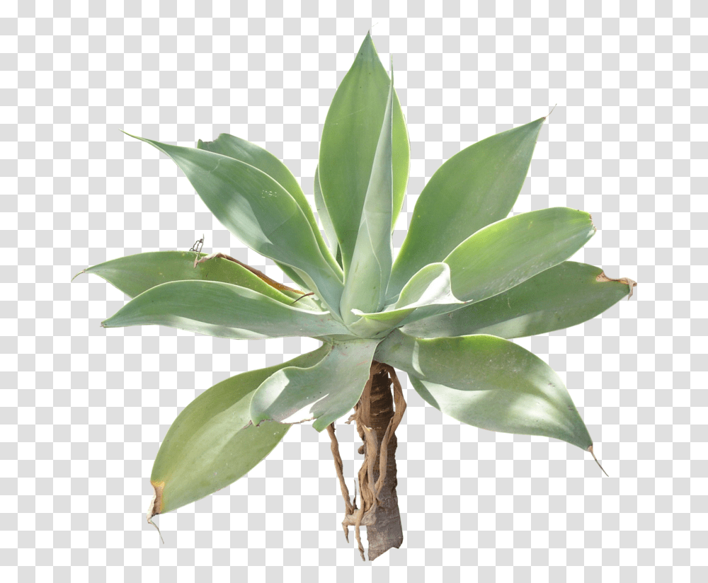 Download Free Agave Plants, Aloe, Leaf, Flower, Blossom Transparent Png