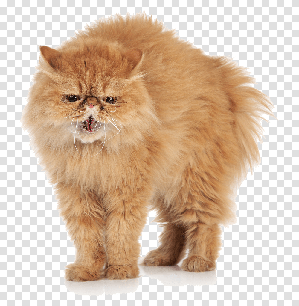 Download Free Angry Cat Images Arts Angry Cat, Pet, Animal, Mammal, Angora Transparent Png