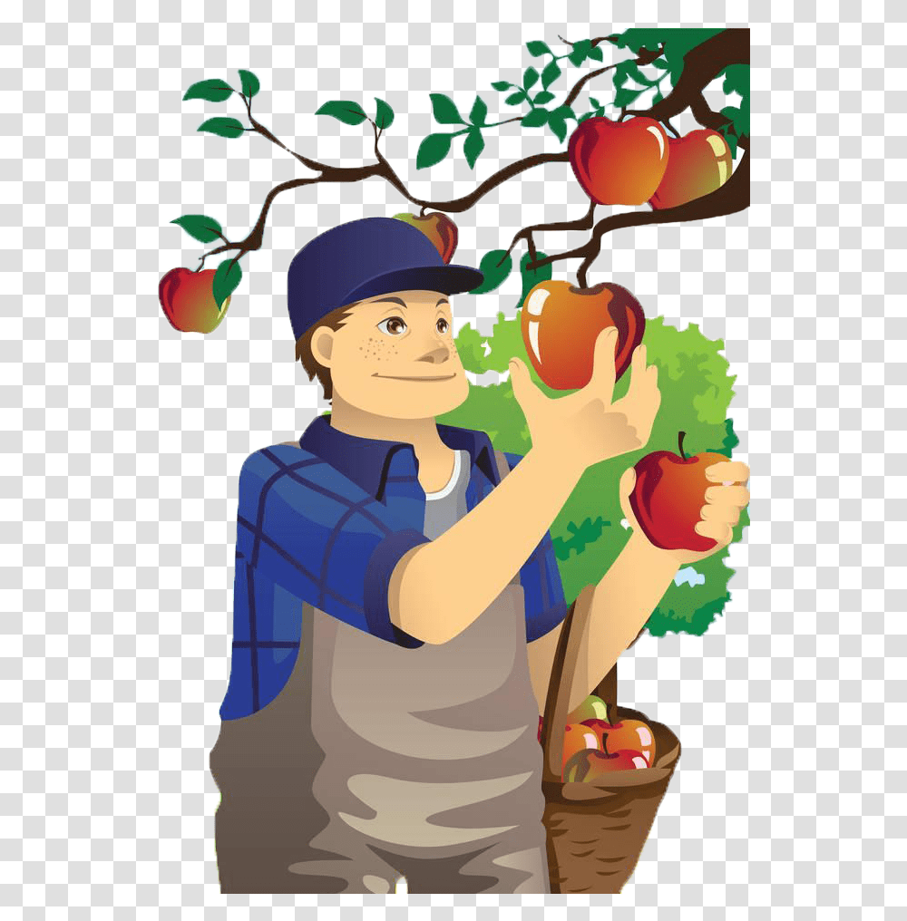 Download Free Apple Orchard Of Village Fruit Uncle Apples Man Eating Fruit Clip Art, Person, Plant, Food, Produce Transparent Png