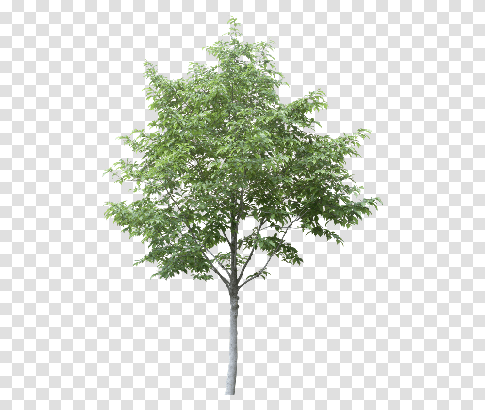 Download Free Arboles En Planta Aspen Tree Cut Out Arboles En Alzado, Maple, Leaf Transparent Png