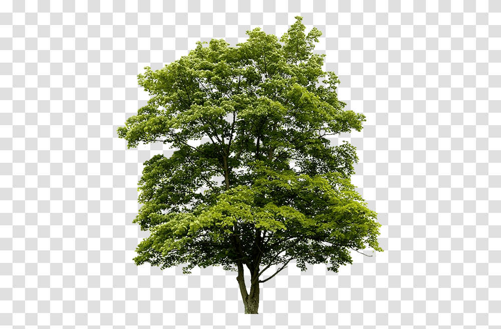 Download Free Australian Trees 4 Image Dlpngcom Oak Tree, Plant, Sycamore, Tree Trunk, Maple Transparent Png