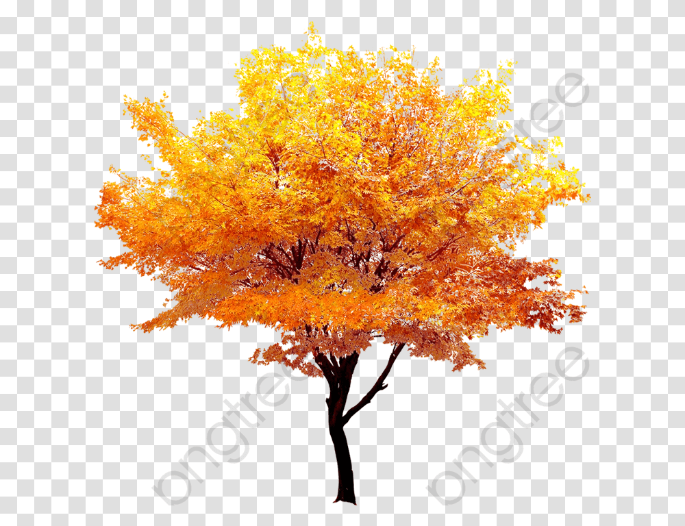 Download Free Autumn Gold Maple Trees Fall Golden Background Autumn Tree, Plant, Leaf Transparent Png