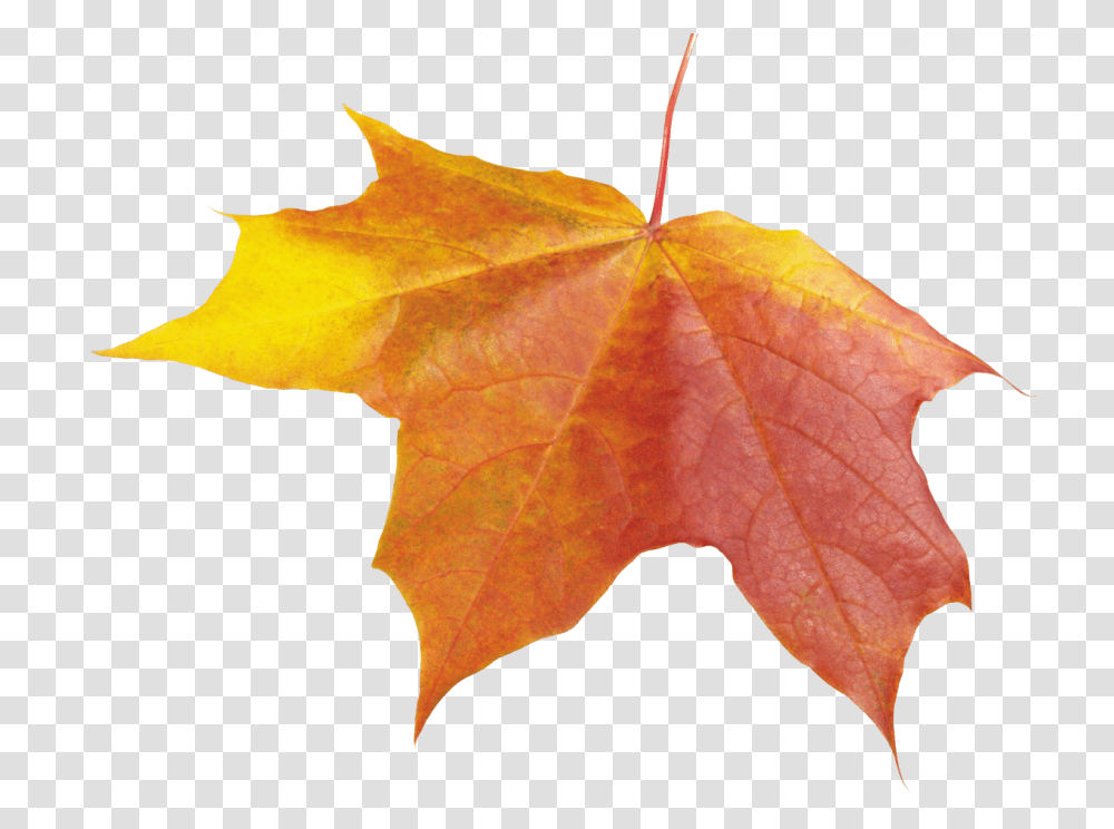 Download Free Autumn Leave Autumn, Leaf, Plant, Tree, Maple Transparent Png