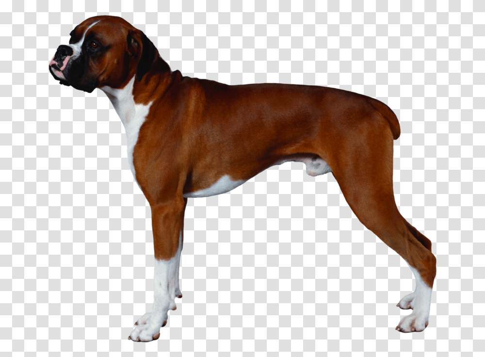 Download Free Background Dogsdogtransparent Dlpngcom Background Boxer Dog, Pet, Canine, Animal, Mammal Transparent Png