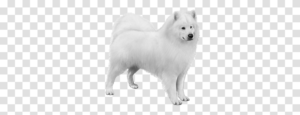 Download Free Background Samoyeddogtransparent Dlpngcom Samoyed Background, Mammal, Animal, White Dog, Pet Transparent Png