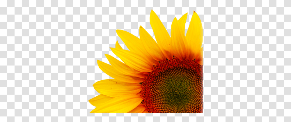 Download Free Background Sunflowertransparent Dlpngcom Creative Sunflower, Plant, Blossom, Daisy, Daisies Transparent Png