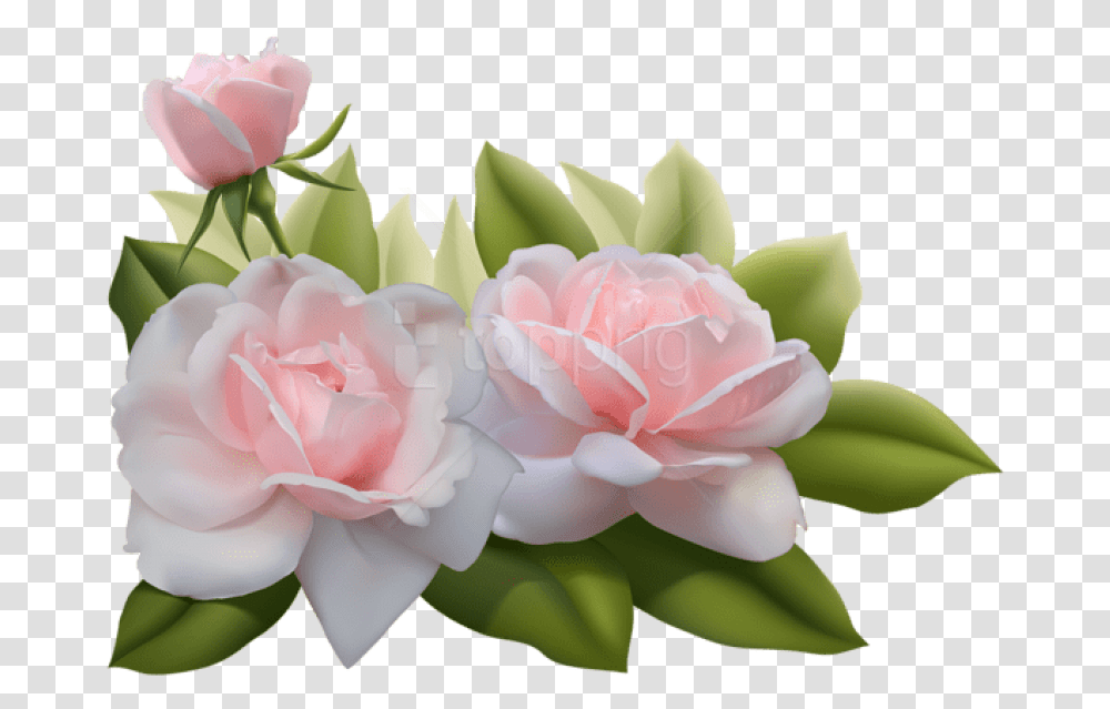 Download Free Beautiful Three Pink Roses Images 3d Flowers, Plant, Blossom, Flower Bouquet, Flower Arrangement Transparent Png