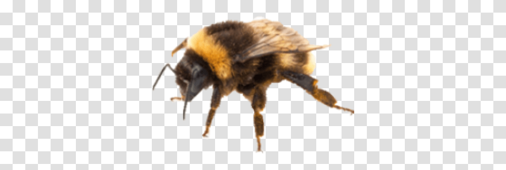Download Free Bee Background Image Dlpngcom Bumble Bee Background, Apidae, Insect, Invertebrate, Animal Transparent Png