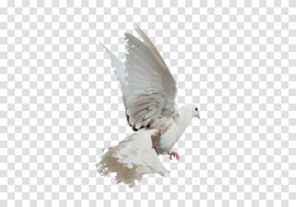 Download Free Bird Image With Picsart White Bird, Animal, Dove, Pigeon Transparent Png