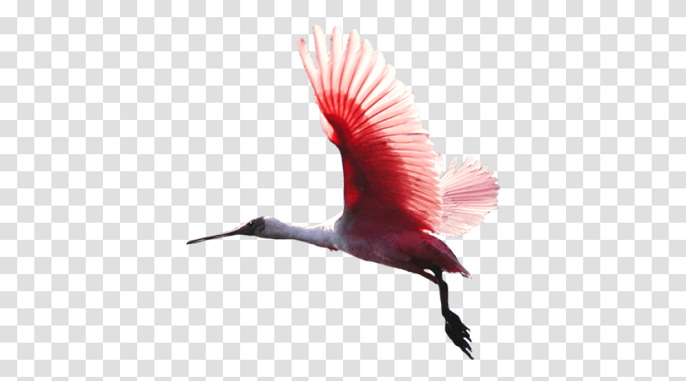 Download Free Birds Images Red Bird Colorful Bird Flying, Animal, Crane Bird, Flamingo, Stork Transparent Png
