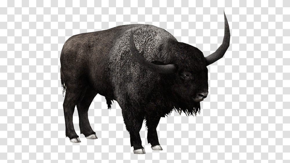 Download Free Bison File Bison, Mammal, Animal, Buffalo, Wildlife Transparent Png