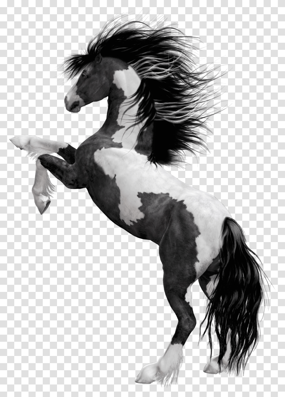 Download Free Black White Horse Horse With Black And White Mane, Andalusian Horse, Mammal, Animal, Stallion Transparent Png