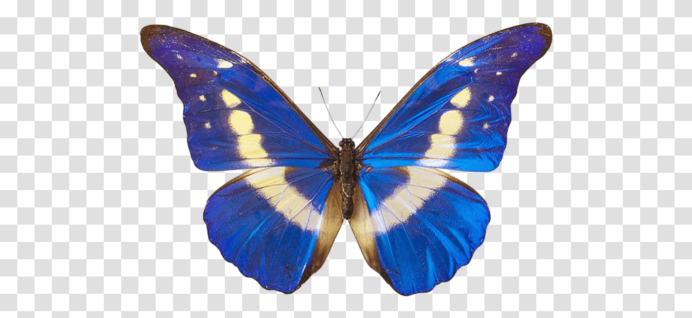 Download Free Blue Butterfly Image White And Blue Butterflies, Insect, Invertebrate, Animal, Balloon Transparent Png