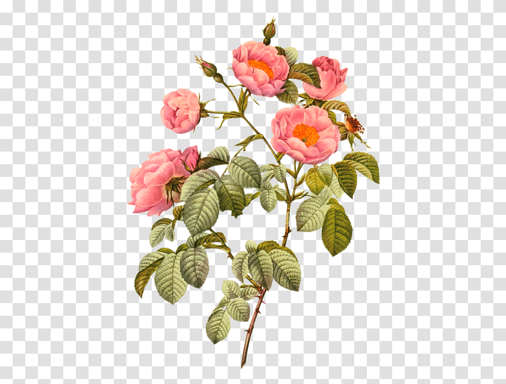 Download Free Botany Plant Flower Illustration Flowering Botanical Illustration Botany Flower, Bush, Peony, Leaf, Rose Transparent Png