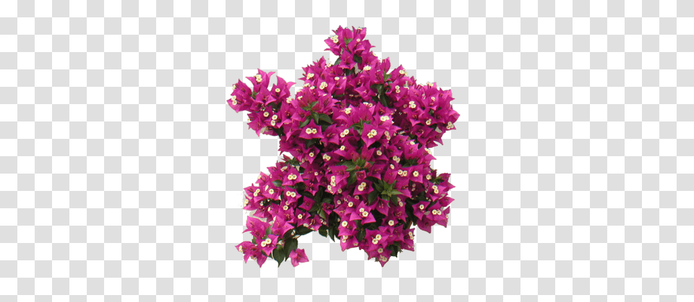 Download Free Bougainvillea Pink Tree Top View, Plant, Flower, Blossom, Geranium Transparent Png