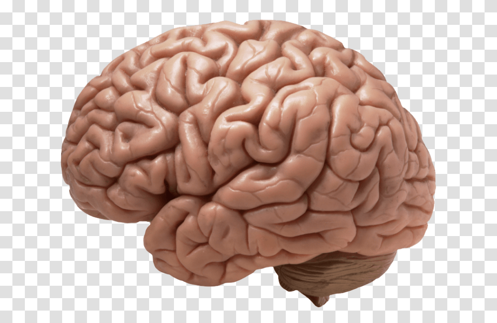 Download Free Brain Image Dlpngcom Does A Brain Look Like, Skin, Cushion, Pillow, Food Transparent Png