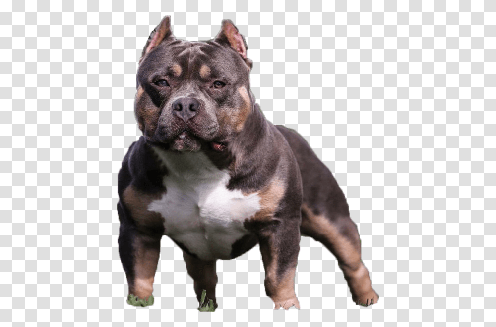 Download Free Bully Images Image American Bully, Dog, Pet, Canine, Animal Transparent Png