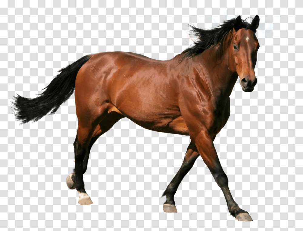 Download Free Caballo Brown Horse, Mammal, Animal, Colt Horse, Stallion Transparent Png