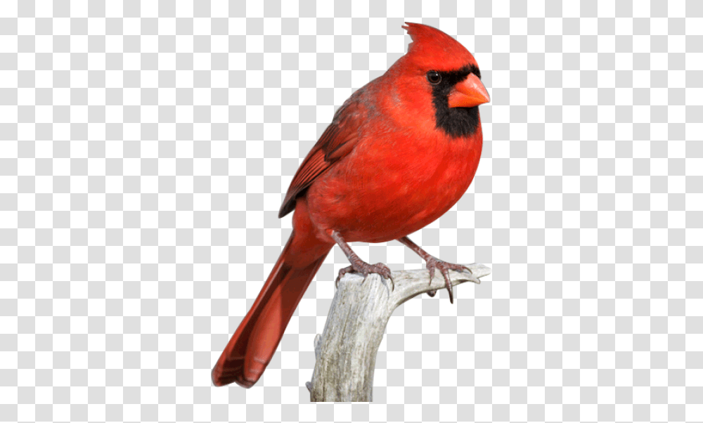 Download Free Cardinal Red Cardinal Bird, Animal Transparent Png