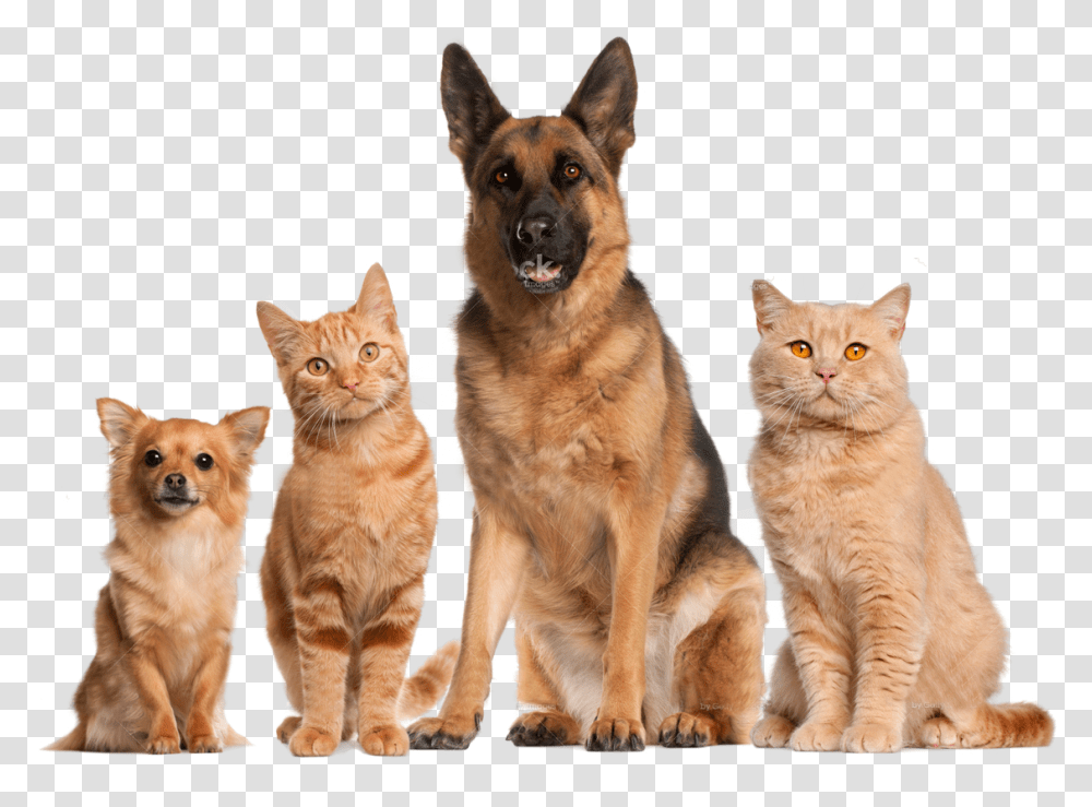 Download Free Cat And Dog No Background Animals That Can Walk And Run, Pet, Canine, Mammal, German Shepherd Transparent Png