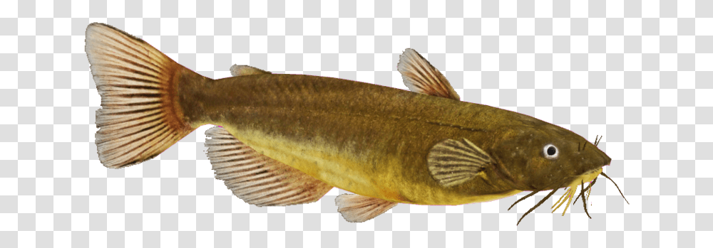 Download Free Catfish Image Lunge, Animal, Perch, Trout, Cod Transparent Png