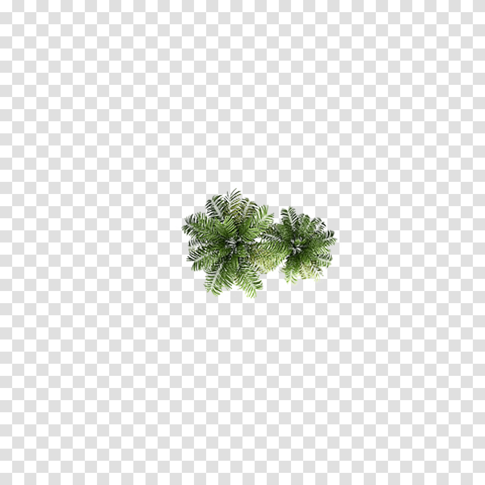 Download Free Clipart Tree Top View, Plant, Conifer, Vase, Jar Transparent Png