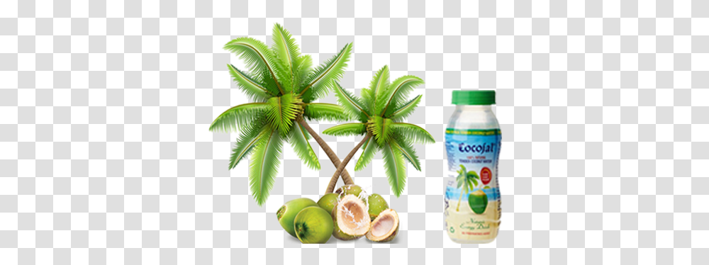 Download Free Cocojal Tender Coconut Water Cartoon Coconut Tree Background, Plant, Fruit, Food, Citrus Fruit Transparent Png
