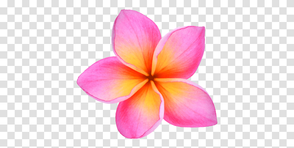 Download Free Cropped Plumeriafaviconhawaiipng Maui Tropische Blume, Petal, Flower, Plant, Blossom Transparent Png