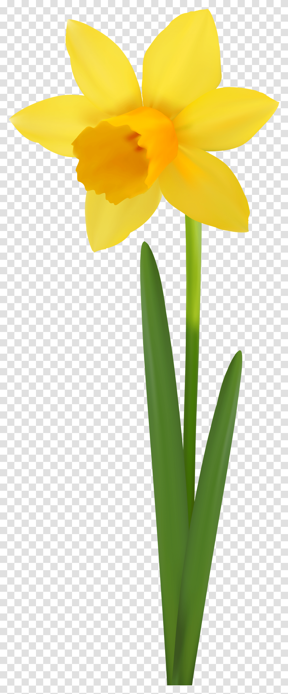 Download Free Daffodil Flower Image Daffodil Flower, Plant, Blossom, Tulip, Iris Transparent Png