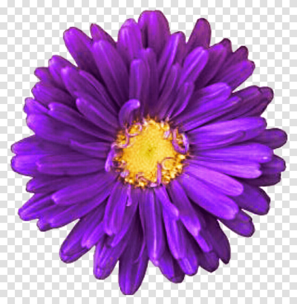Download Free Daisy Purple Purple Daisy, Plant, Aster, Flower, Blossom Transparent Png