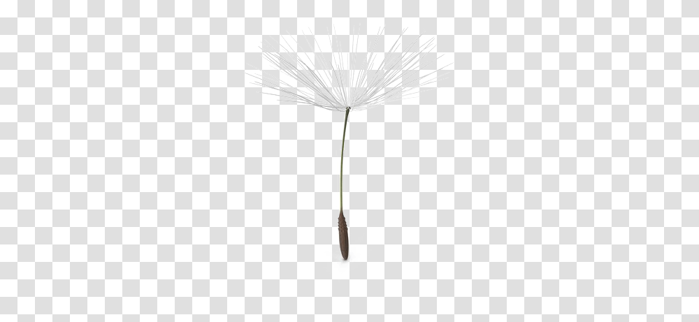 Download Free Dandelion Pic Dandelion Seed Black And White, Plant, Flower, Blossom, Lamp Transparent Png