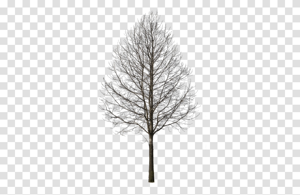 Download Free Deciduous Tree Winter I Portfolio Deciduous Trees In Winter, Plant, Ornament, Fir, Abies Transparent Png