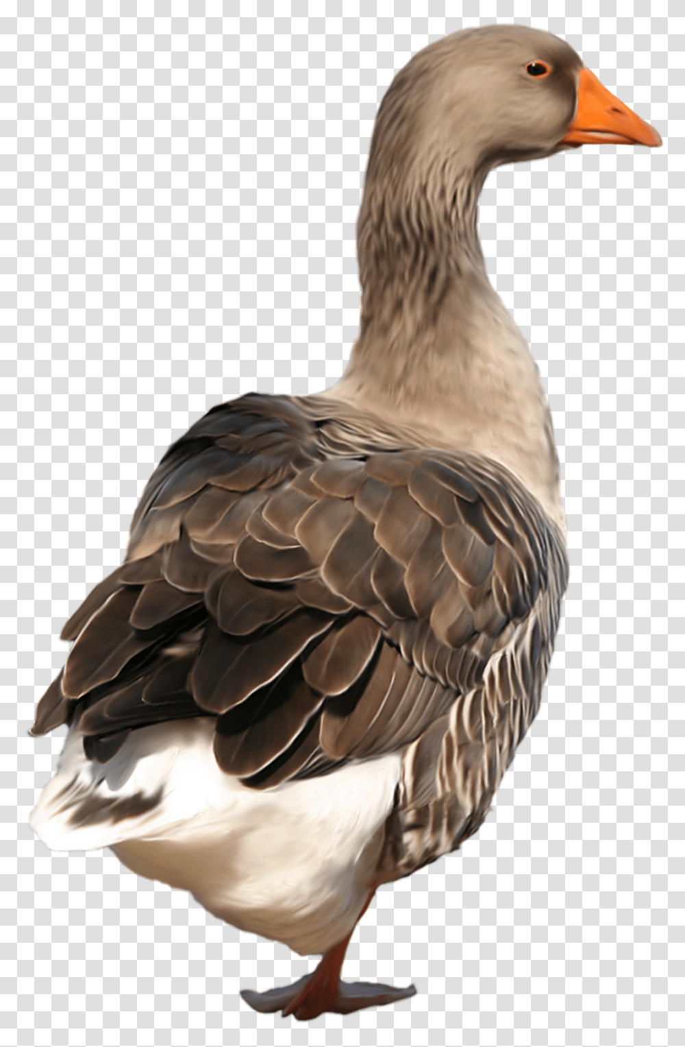 Download Free Duck Clip Art Duck, Bird, Animal, Beak, Goose Transparent Png
